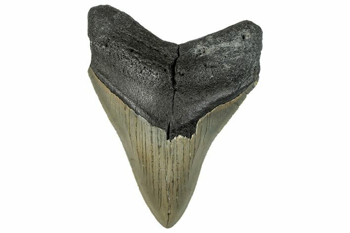 Serrated, Fossil Megalodon Tooth - North Carolina #295095